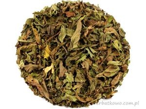 Mięta Nana Spearmint – Mentha spicata