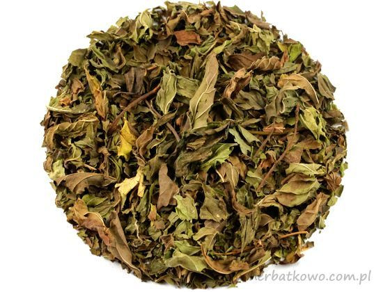Mięta Nana Spearmint – Mentha spicata
